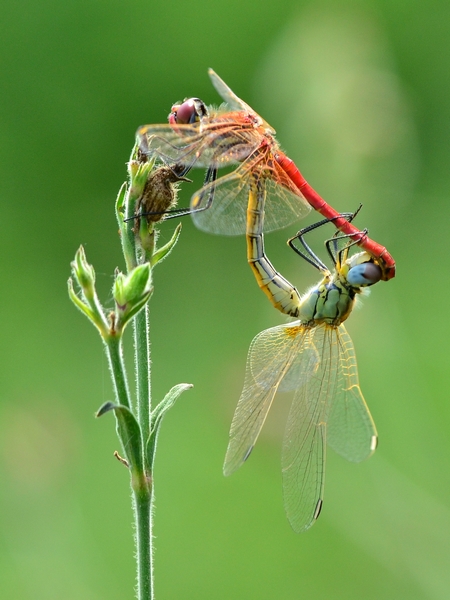 Sympetrum fonscolombii